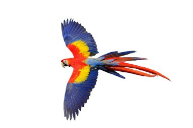 Renkli uçan Kırmızı Macaw papağanı kırpma yolu ile beyaz arkaplanda izole edildi.
