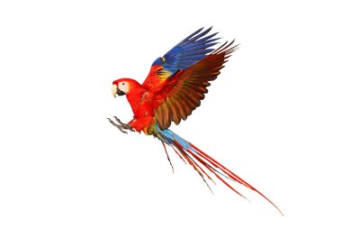 Renkli uçan Kırmızı Macaw papağanı kırpma yolu ile beyaz arkaplanda izole edildi.