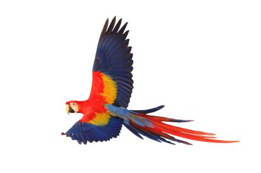 Renkli uçan Kırmızı Macaw papağanı kırpma yolu ile beyaz arkaplanda izole edildi.
