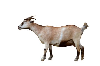 Pigme keçisi kırpma yolu ile beyaz arkaplanda izole edildi.