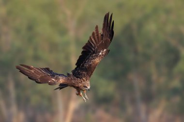 A graceful black kite is flying in the meadow. Birds of prey Black kite clipart