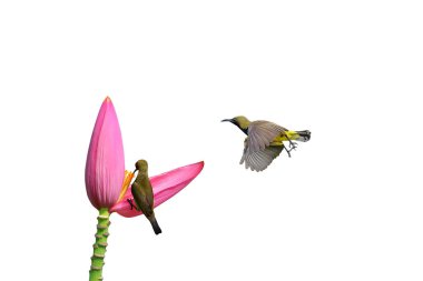 Güzel zeytin sırtı güneş kuşları muz çiçeğinin üzerine tüneyerek beyaz arka planda izole edilmiş nektarı emerler..