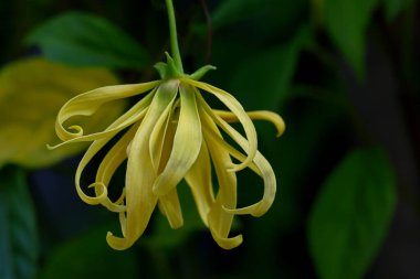 Çiçekler Ylang-Ylang, Tayland 'dan parfümler için gerekli yağı üretmek için..