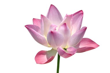 Güzel Nelumbo nucifera çiçeği beyaz arka planda kırpma yolu ile izole edilmiş.