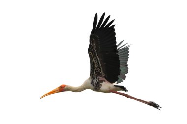 Güzel uçan Boyalı Leylek kırpma yolu ile beyaz arkaplanda izole edildi.