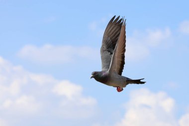 Güvercin kanatlarını açıyor ve gökyüzünde zarafetle uçuyor..