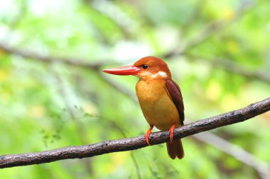 Güzel bir Ruddy Kingfisher bir dala tünemiş ve yiyecek arıyordu..