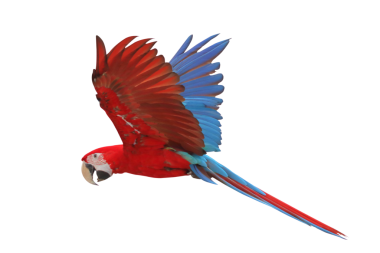 Renkli Uçan Yeşil Kanat Macaw papağanı şeffaf arkaplan png dosyasına izole edildi