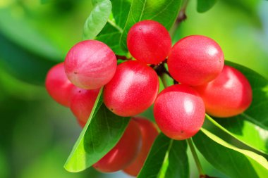 Carunda or Karonda fruit used to herb and medicine. High vitamin C and antioxidant. clipart