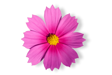 Şeffaf arkaplan png dosyasına izole edilmiş gölgeyle çiçek açan kozmos çiçeği