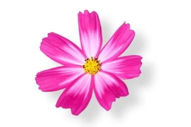 Şeffaf arkaplan png dosyasına izole edilmiş gölgeyle çiçek açan kozmos çiçeği