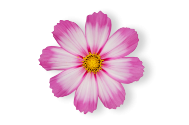 Şeffaf arkaplan png dosyasına izole edilmiş gölgeyle çiçek açan kozmos çiçeği