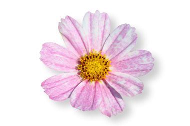 Şeffaf arkaplan png dosyasına izole edilmiş gölgeyle çiçek açan kozmos çiçeği