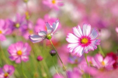 Çiçek tarlalarında açan renkli kozmos çiçekleri..
