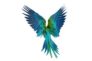 Catalina Macaw papağanının arkasında beyaz arka planda izole edilmiş güzel tüyler..