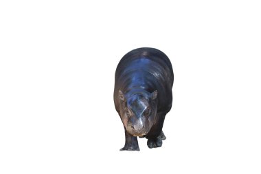 Pygmy hippopotamus isolated on white background with clipping path. This hippo's name is Moo Deng. clipart