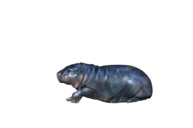 Pigme su aygırı, kırpma yolu ile beyaz arkaplanda izole edildi. Bu su aygırının adı Moo Deng..