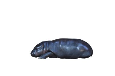 Pigme su aygırı, kırpma yolu ile beyaz arkaplanda izole edildi. Bu su aygırının adı Moo Deng..