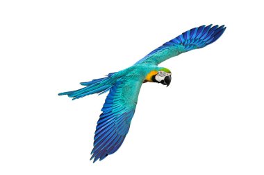 Renkli uçan Mavi ve Altın makav papağanı kırpma yolu ile beyaz arka planda izole