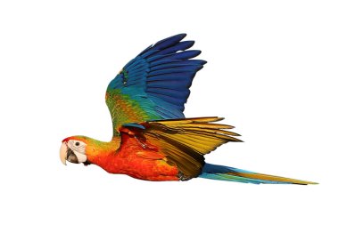 Colorful flying Camelot Macaw parrot isolated on white background with clipping path. clipart