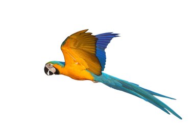 Renkli uçan Mavi ve Altın makav papağanı kırpma yolu ile beyaz arka planda izole.
