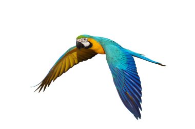 Renkli uçan Mavi ve Altın makav papağanı kırpma yolu ile beyaz arka planda izole.
