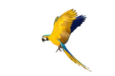 Renkli uçan Mavi ve Altın makav papağanı kırpma yolu ile beyaz arka planda izole.