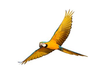 Renkli uçan Mavi ve Altın makav papağanı kırpma yolu ile beyaz arka planda izole.