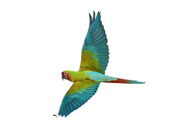 Colorful flying Military Macaw parrot isolated on white background with clipping path. clipart