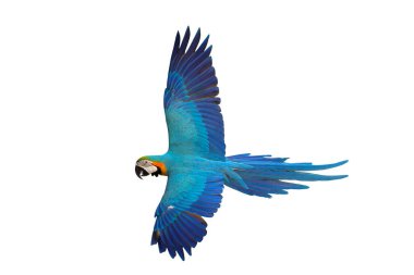 Renkli uçan Mavi ve Altın makav papağanı kırpma yolu ile beyaz arka planda izole.