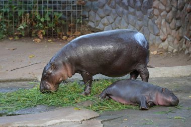 Moo Deng, pigme bir su aygırı, uyuyor, ve annesi mutlu bir şekilde ot yiyor..