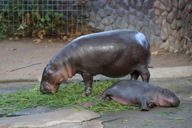 Moo Deng, a pygmy hippopotamus, is sleeping, and his mother is happily eating grass. clipart