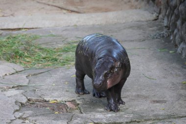 Hayvanat bahçesinin beton zemininde duran bebek bir pigme su aygırı. Bu su aygırının adı Moo Deng..
