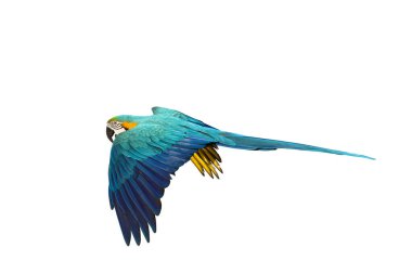 Renkli uçan Mavi ve Altın makav papağanı kırpma yolu ile beyaz arka planda izole.