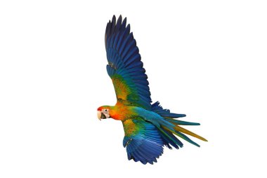Uçan renkli Camelot papağanı beyaz bir arka plan kırpma yolunda izole edilmiş..