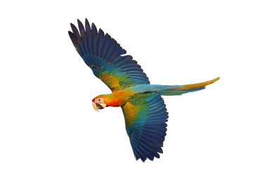 Uçan renkli Camelot papağanı beyaz arka planda kırpma yolu ile izole edilmiş..