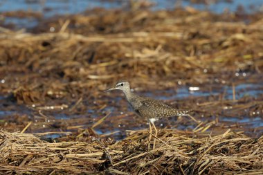 A wood sandpiper is seeking food in a rural swamp. clipart