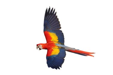 Renkli uçan Kırmızı Macaw papağanı kırpma yolu ile beyaz arkaplanda izole edildi.