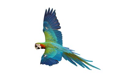 Renkli uçan Palyaço Macaw papağanı kırpma yolu ile beyaz arkaplanda izole edildi.