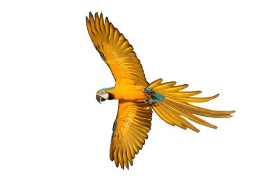 Renkli uçan Mavi ve Altın makav papağanı kırpma yolu ile beyaz arka planda izole.