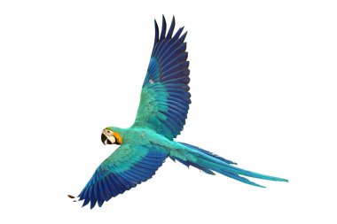Renkli uçan mavi ve altın renkli papağan beyaz arka planda izole edilmiş.