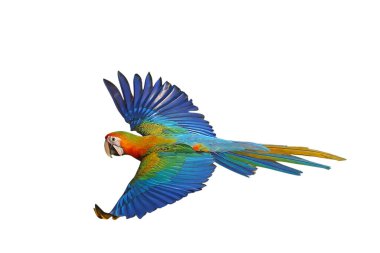Uçan renkli Camelot papağanı beyaz arka planda kırpma yolu ile izole edilmiş..