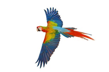 Uçan renkli Camelot papağanı beyaz arka planda kırpma yolu ile izole edilmiş..