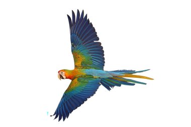 Uçan renkli Camelot papağanı beyaz arka planda kırpma yolu ile izole edilmiş..