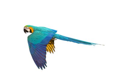 Renkli uçan Mavi ve Altın makav papağanı kırpma yolu ile beyaz arka planda izole.
