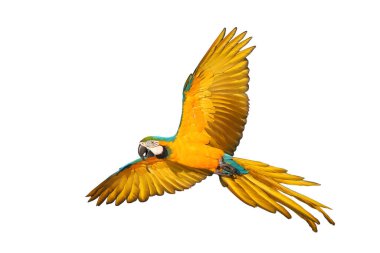 Renkli uçan Mavi ve Altın makav papağanı kırpma yolu ile beyaz arka planda izole.
