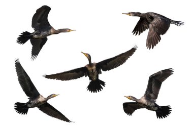 Beş küçük karabatak beyaz arka planda izole bir şekilde uçuyor..