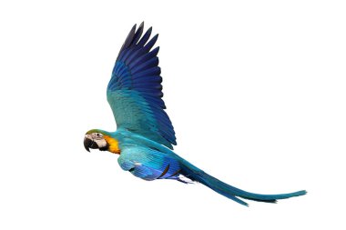 Renkli uçan Mavi ve Altın makav papağanı kırpma yolu ile beyaz arka planda izole.