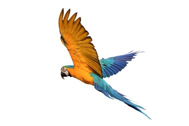 Renkli uçan Mavi ve Altın makav papağanı kırpma yolu ile beyaz arka planda izole.