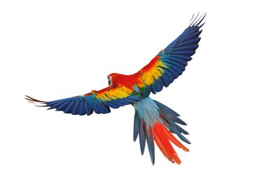 Renkli uçan Kırmızı Macaw papağanı kırpma yolu ile beyaz arkaplanda izole edildi.